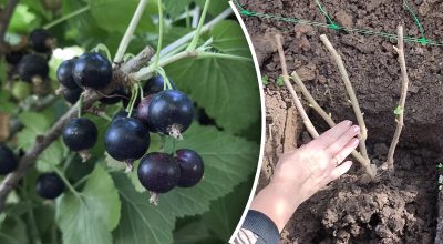 Смородина Смородина