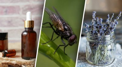 Жодної комахи в оселі більше не буде: 5 способів, як позбутися від мух народними засобами