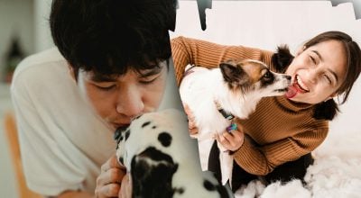 Не через велику любов: чому собака облизує обличчя людини - несподіване пояснення