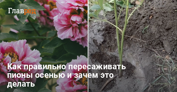 Как правильно сажать пионы, чтобы они цвели - Как пересаживать пионы