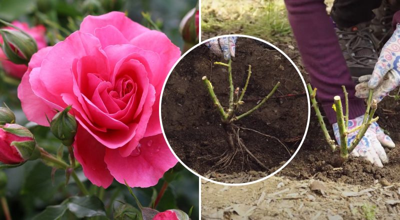 Коли і як пересаджувати троянди: садівники поділились секретами на вагу золота
