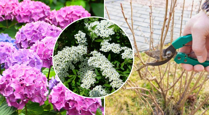 Цветы покроют весь сад: садовод назвал 5 растений, которые надо обрезать в сентябре