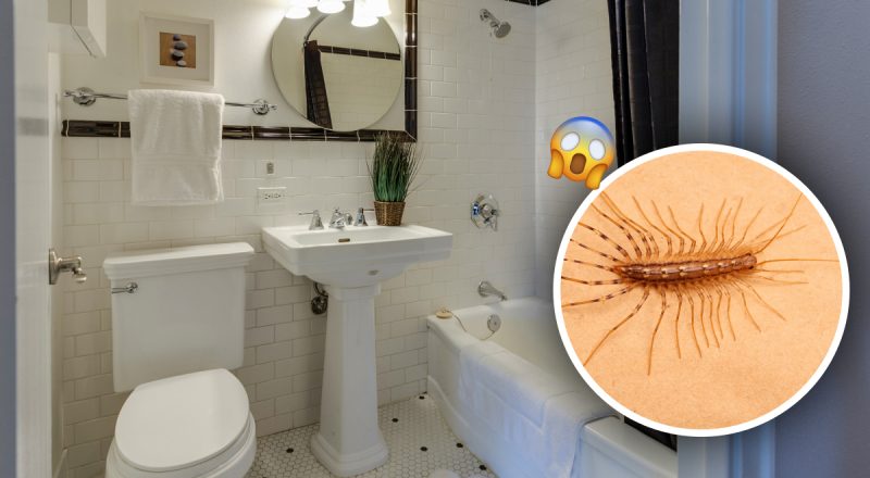 Чи потрібно позбавлятися сороконіжок у квартирі: відповідь вас здивує