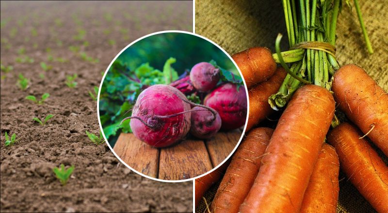 Що посадити під зиму: названо "золоті" варіанти