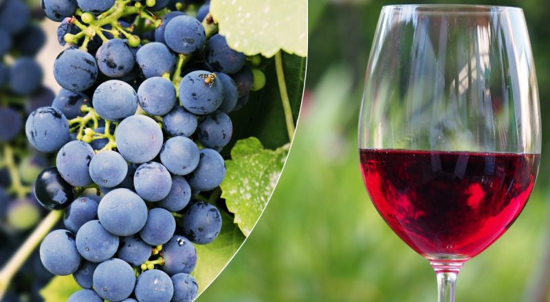 Дивовижно смачно: як робиться справжнє вино з винограду