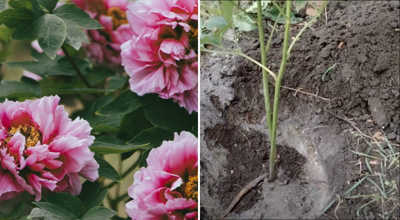 Что делать с пионами осенью: одна манипуляция обеспечит роскошное цветение весной