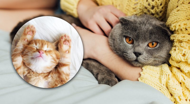 Признаки, указывающие на боль у кошки: когда стоит обращаться к ветеринару