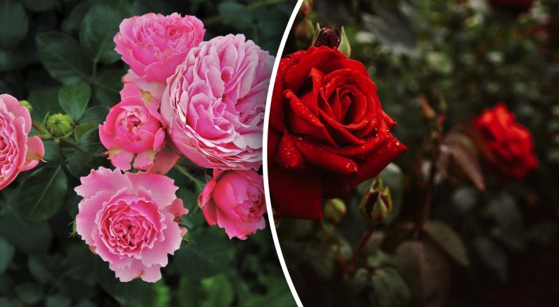 Цвістимуть і не захворіють: чим потрібно посипати троянди восени