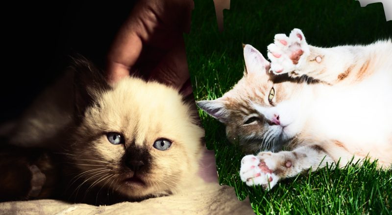 Найкращий варіант для дому та квартири: які породи котів найласкавіші - список