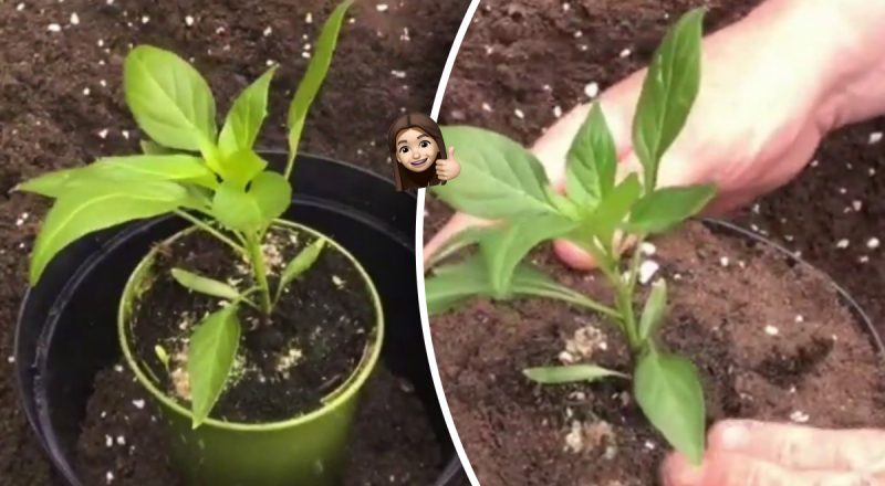 Лайфхак на миллион: как пересадить растение из маленького горшка в большой