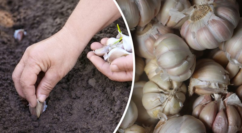 Что нужно положить в лунку при посадке озимого чеснока: урожай удивит