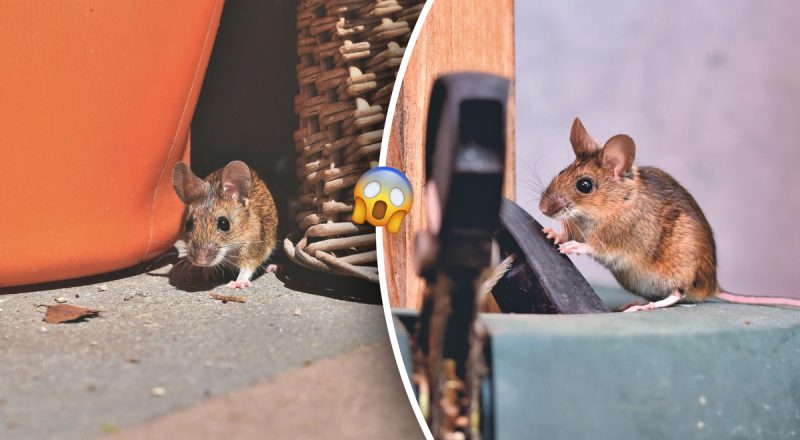 Как избавиться от мышей в квартире: убегут сами за 7 дней