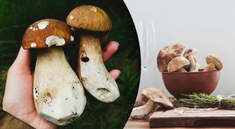 Лісовий аромат, пружна м'якоть та безпека: скільки варити гриби перед смаженням