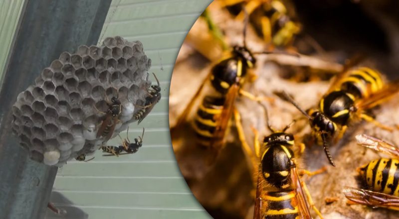 Осы улетят сами: как навсегда избавиться от опасных насекомых