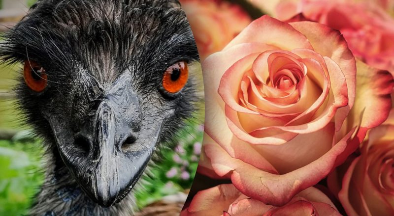 Китайський гороскоп на сьогодні 19 вересня: Драконам - серйозні зіткнення, Мавпам - проблеми зі здоров'ям