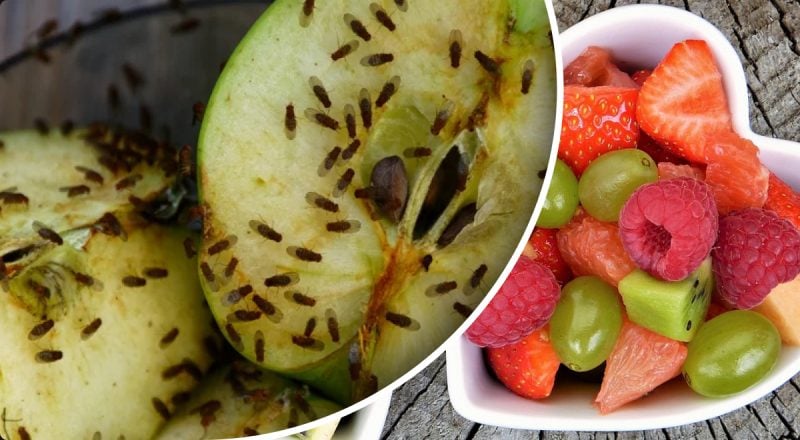 Метод на миллион: откуда берутся мошки на фруктах и как от них избавиться
