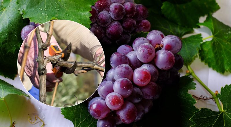 Вино буде крутіше, ніж в Італії: коли та як обрізати виноград для урожаю восени