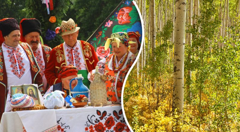 Зачем нужны осиновые колья: от чего может защитить древний оберег