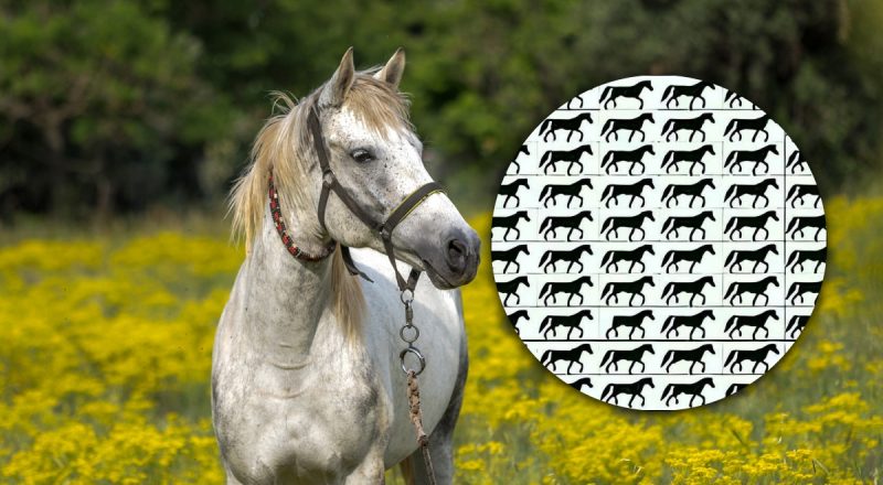 Складна головоломка: потрібно знайти коня без хвоста за 5 секунд