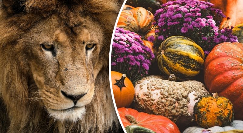 Китайский гороскоп на сегодня 26 сентября: Драконам - потеря, Обезьянам - разрыв отношений