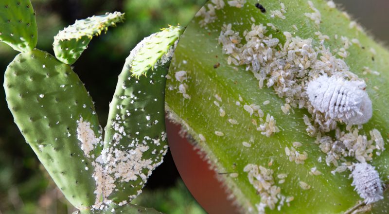 Как избавиться от мучнистого червеца на растениях: эффективное домашнее средство