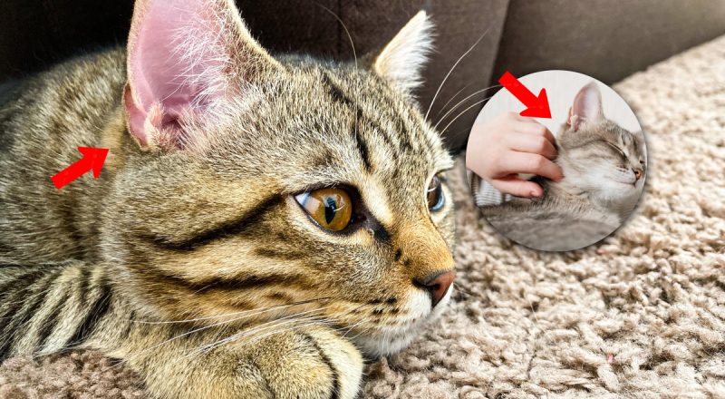 Навіщо кішкам "кишеньки" на вухах: цікава особливість тварин