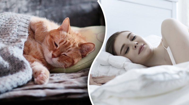 Чому не можна спати з котом: неочікуване пояснення експертів зі сну