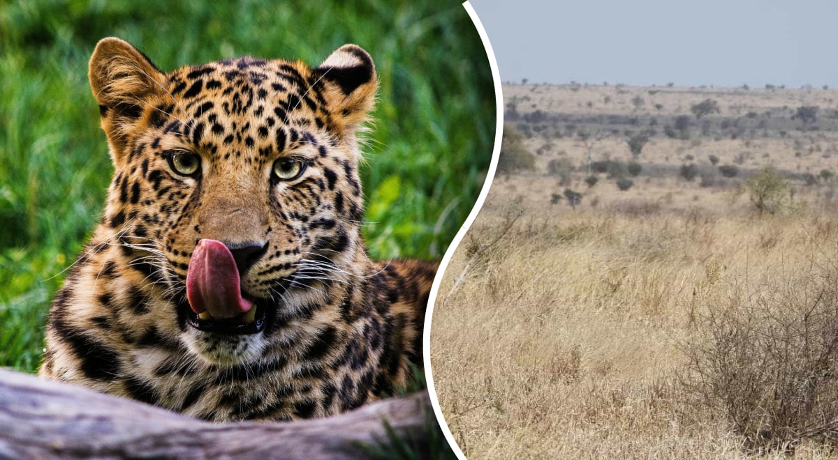 Леопард, загадка Леопард, загадка