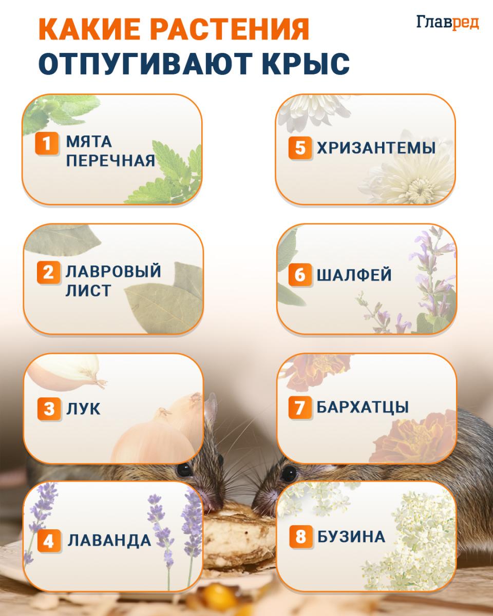 Какие растения отпугивают крыс инфографика Какие растения отпугивают крыс инфографика