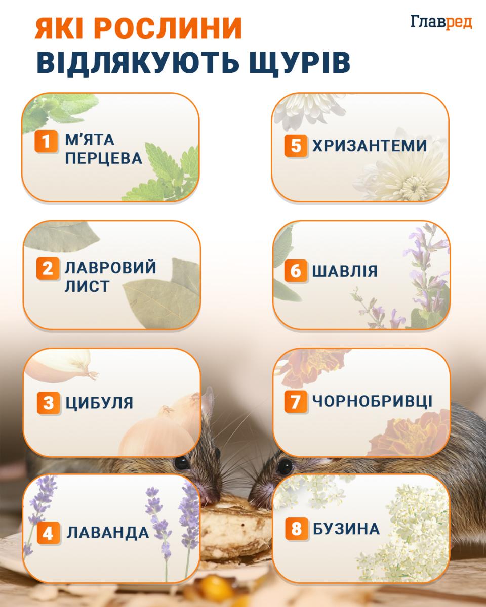 Какие растения отпугивают крыс инфографика