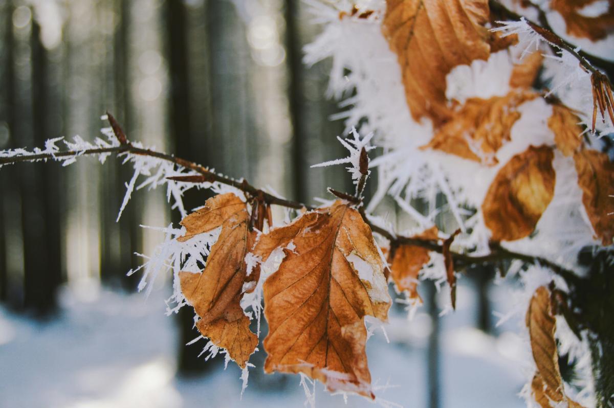 Погода, мороз, заморозки, осень Погода, мороз, заморозки, осень