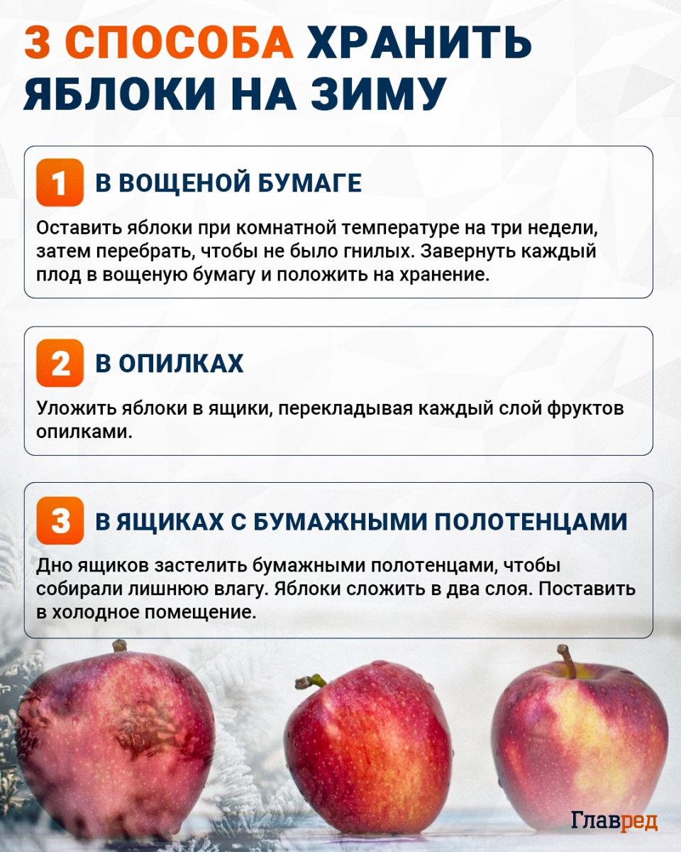 Как хранить яблоки на зиму инфографика