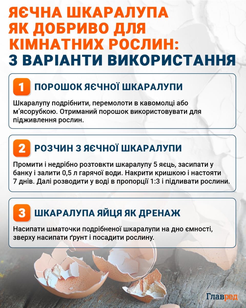 Яичная скорлупа как удобрение для комнатных растений инфографика