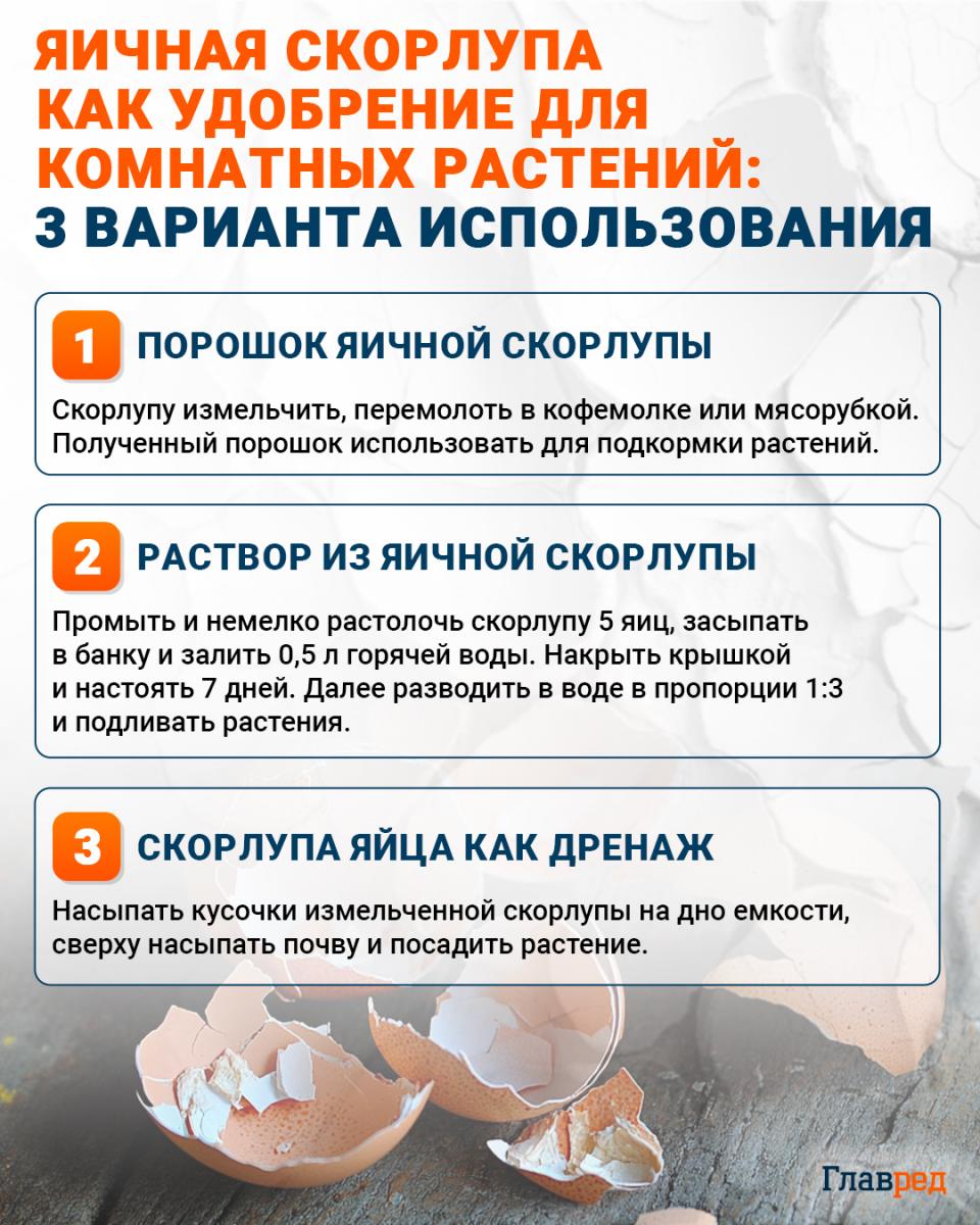 Яичная скорлупа как удобрение для комнатных растений инфографика