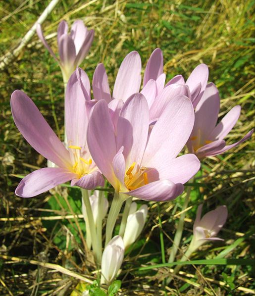 Які рослини є токсичними для собак і котів: варто знати усім господарям