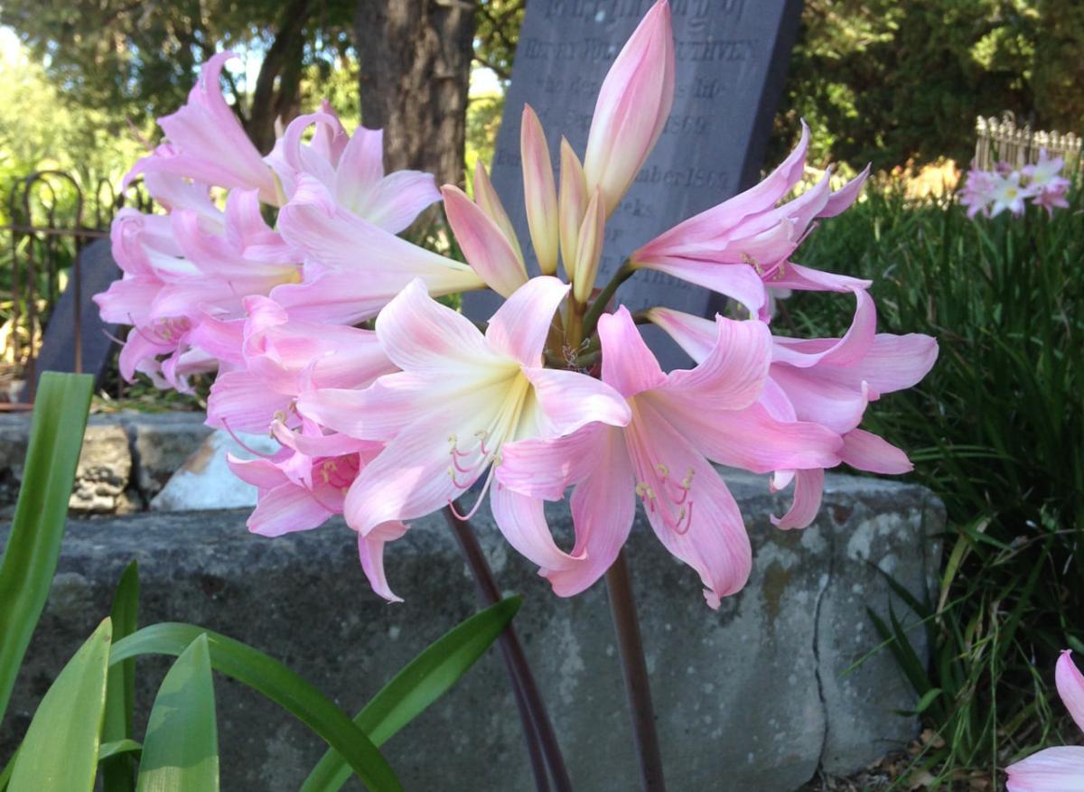 Які рослини є токсичними для собак і котів: варто знати усім господарям