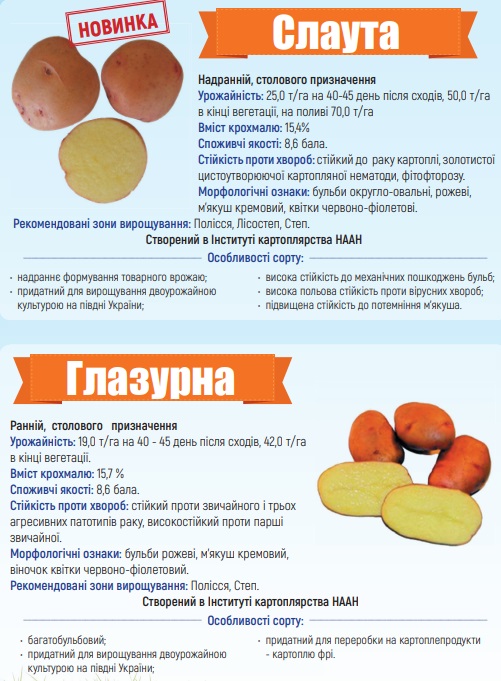 Каталог сортів картоплі