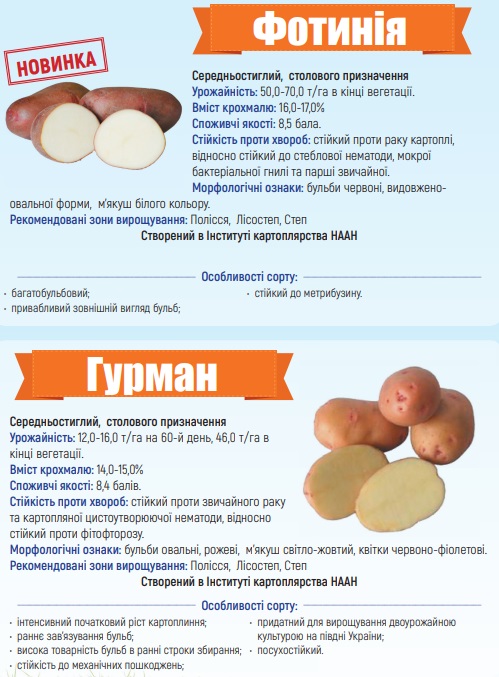 Каталог сортів картоплі