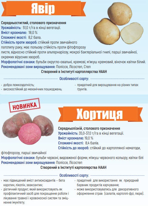 Каталог сортів картоплі