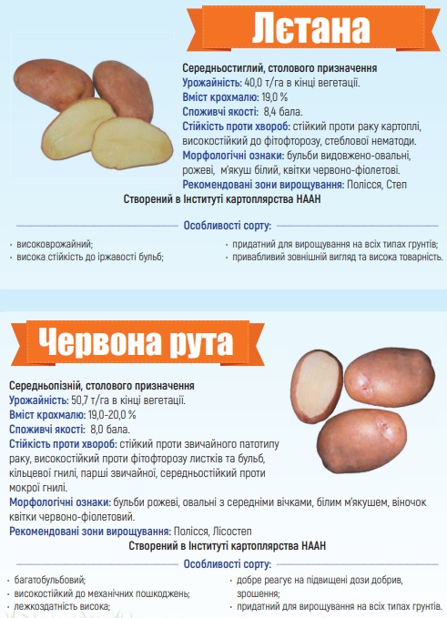 Каталог сортів картоплі