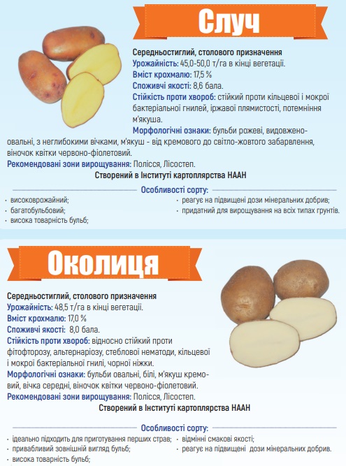 Каталог сортів картоплі