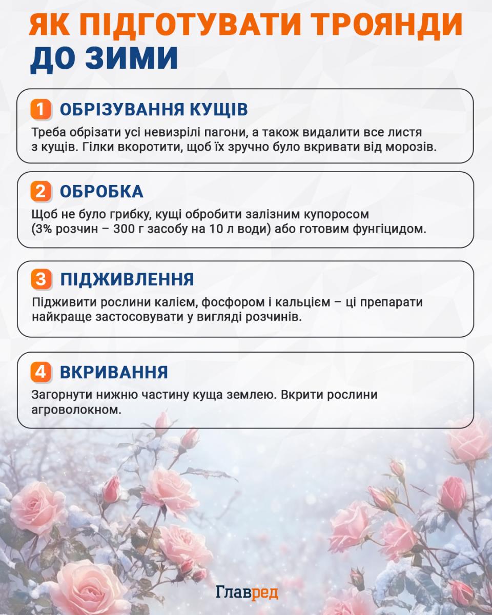 Як підготувати троянди до зими інфографіка Як підготувати троянди до зими інфографіка