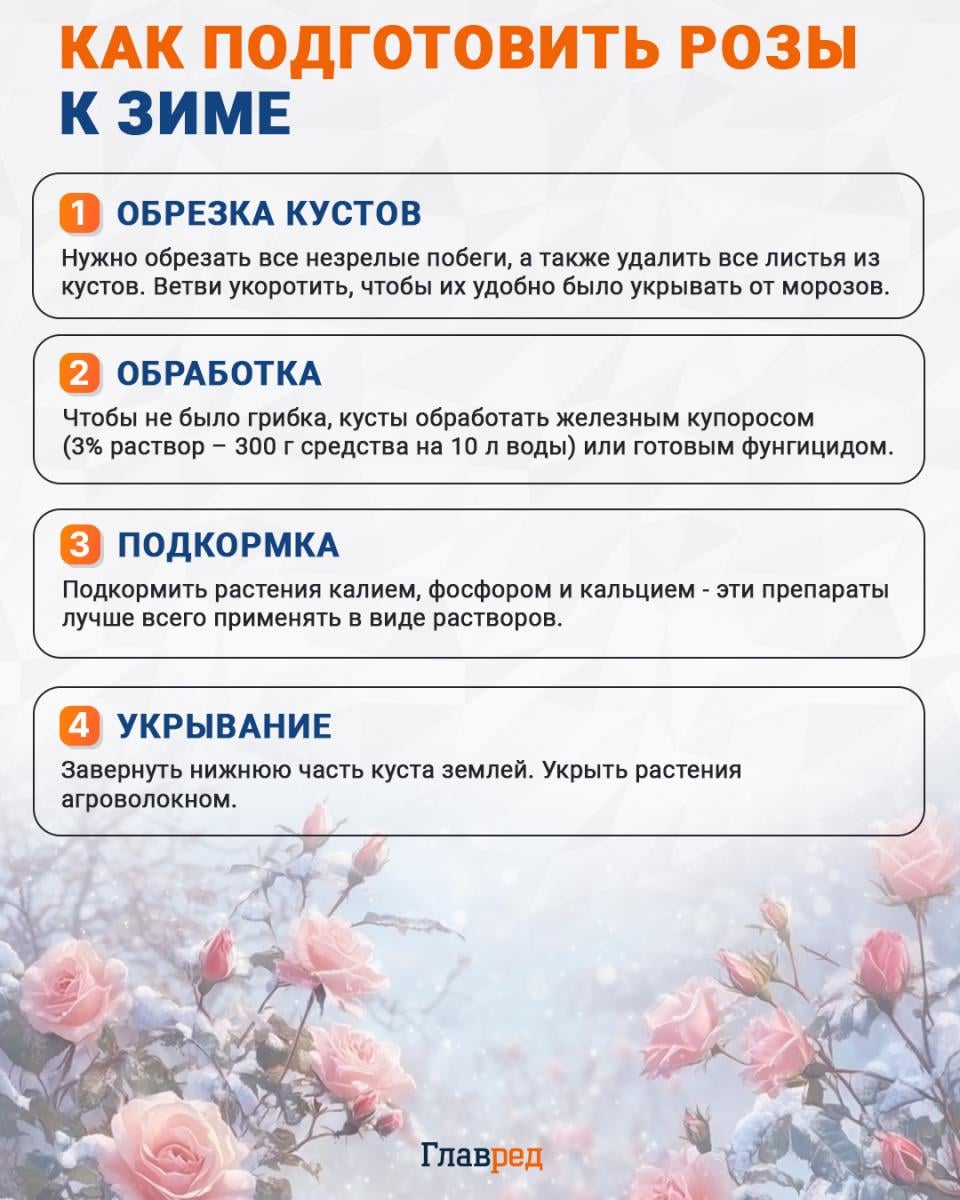 Как подготовить розы к зиме инфографика