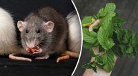Щурі будуть обходити десятою дорогою: які 3 рослини найкраще відганяють гризунів з саду