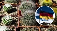 В Німеччині негайно заборонили всі кактуси: в чому причина