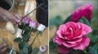 Як виростити троянду з живця в картоплі: флорист викрила обман