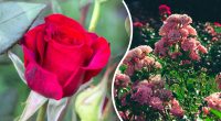 Троянди дадуть пишний цвіт навесні: які прості дії потрібно виконати до морозів