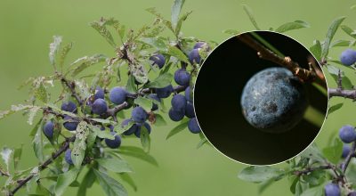 терн колючий терн колючий