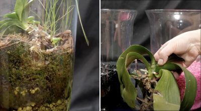 Оживе напівмертва квітка: як реанімувати орхідею без моху