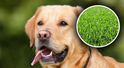 Собака, трава Собака, трава